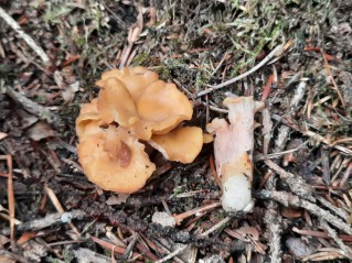 Cantharellus ianthinoxanthus