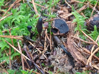 Tolypocladium ophioglossoides