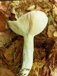 Russula cyanoxantha