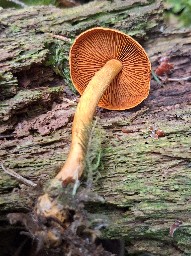 Cortinarius lignicola