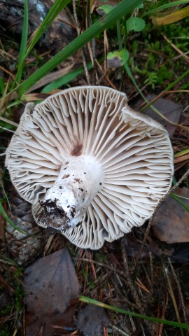 Russula nigricans