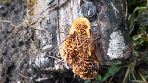 Gloeophyllum sepiarium