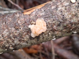 Naematelia encephala