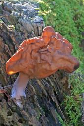 Gyromitra infula