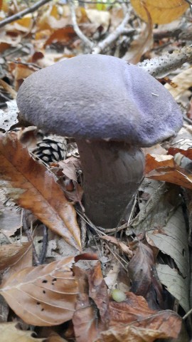 Cortinarius violaceus