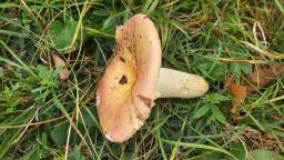 Russula faginea