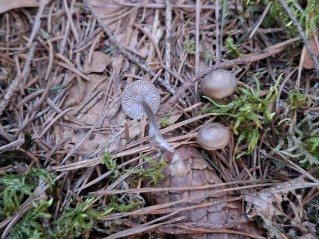 Mycena strobilicola