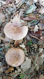 Lactarius deterrimus