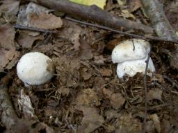 Boletus edulis