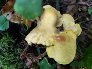 Cantharellus amethysteus