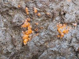 Cheilymenia granulata