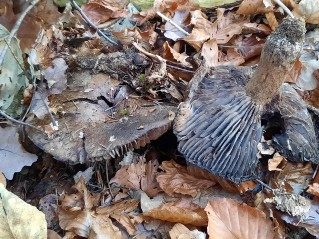 Russula nigricans