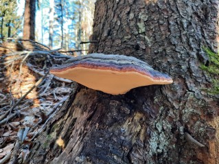 Fomitopsis pinicola