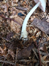 Volvariella murinella