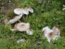 Leucoagaricus americanus