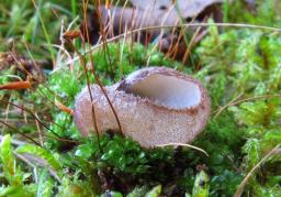 Humaria hemisphaerica