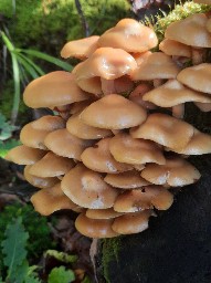 Kuehneromyces mutabilis