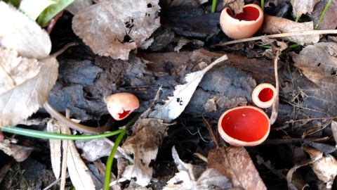 Sarcoscypha coccinea