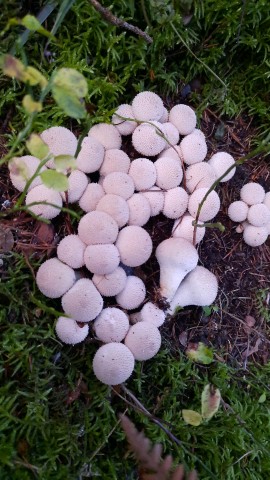 Lycoperdon perlatum