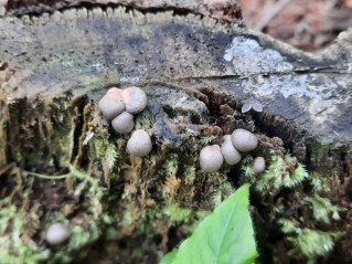 Lycogala epidendrum