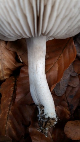 Tricholoma sciodes