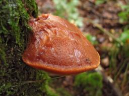 Fistulina hepatica