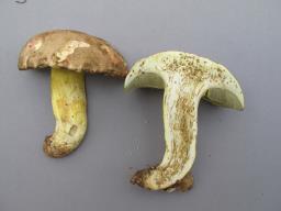Butyriboletus roseogriseus