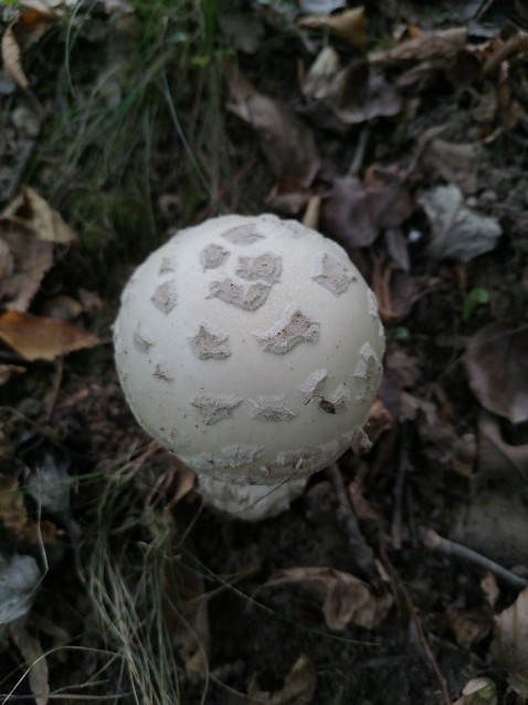 Amanita strobiliformis