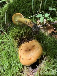 Lactifluus volemus