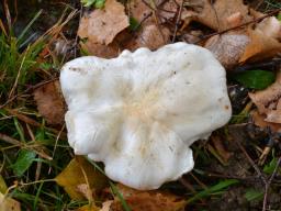 Tricholoma columbetta