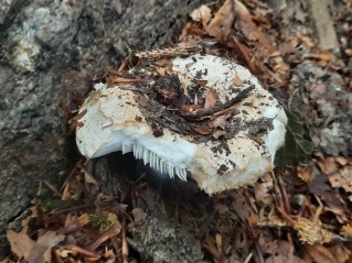Russula delica