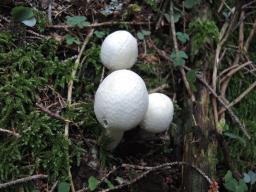 Agaricus sylvicola