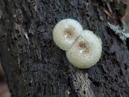 Lentinus arcularius