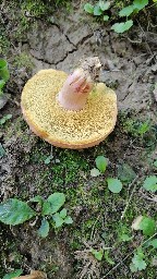 Rheubarbariboletus armeniacus