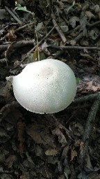 Agaricus sylvicola