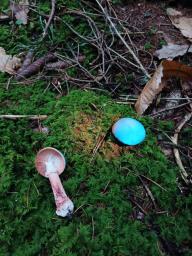 Amanita rubescens