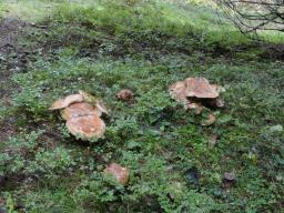 Catathelasma imperiale