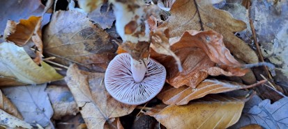 Mycena rosea