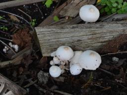 Leucocoprinus cepistipes