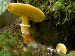 Suillus grevillei