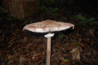 Macrolepiota procera