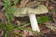 Russula heterophylla