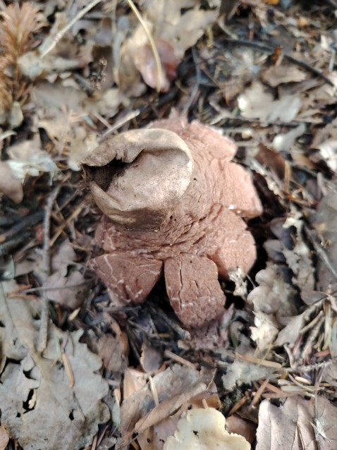 Geastrum rufescens