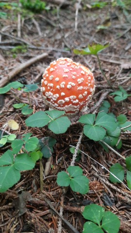 Amanita muscaria