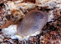 Dictydiaethalium plumbeum