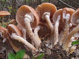 Armillaria borealis