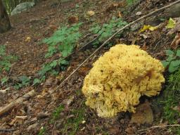 Ramaria flava