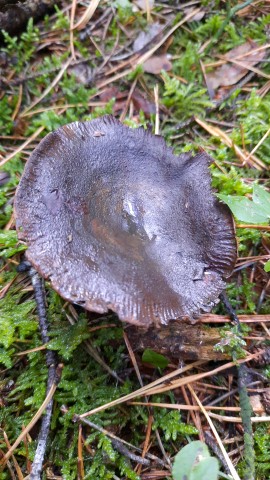 Lactarius turpis