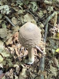 Macrolepiota procera