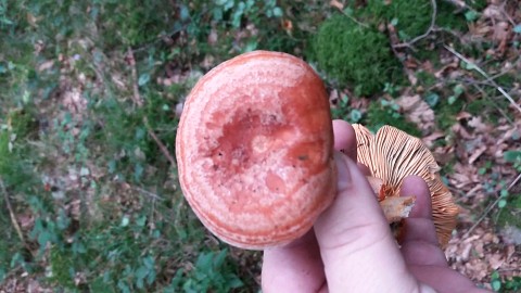 Lactarius semisanguifluus